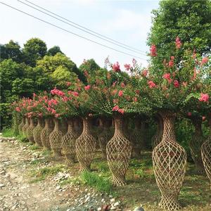 紫薇花瓶造型树海棠花瓶编织花瓶庭院大型高档风景树苗紫薇花瓶柱