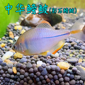 中华鳑鲏彩石鳑鲏鱼活体菜板鱼四方皮镜鱼小型原生淡水观赏鱼冷水