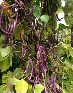 大紫袍芸豆种籽豇豆纤维少肉厚荚长菜种子冬季包邮春季厂家直销