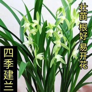 翁源兰花苗四季建兰浓香大凤素新手好养当年开花室内绿植花卉盆栽