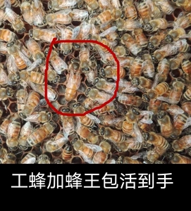 意蜂蜂群出售产王群活体蜂群包活蜂疗蜜蜂授粉蜂群意大利笼蜂包邮