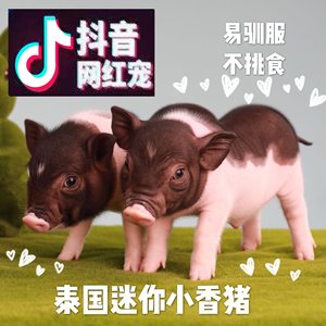 小香猪腊肉：传统风味与现代口感的完美结合