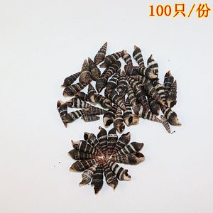 100只黑尖锥螺黑米螺diy贝壳画树干专用黑海螺