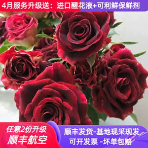 紫罗兰多头玫瑰泡泡鲜花云南基地直发生日花瓶插花顺丰速度配送紫