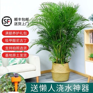 北欧风格植物盆栽绿植室内 北欧风格植物盆栽绿植室内品牌 价格 阿里巴巴