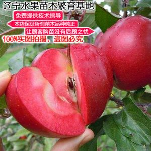 红心苹果树苗 耐寒矮化嫁接瑞士红色之爱红肉苹果苗 盆栽地栽果树