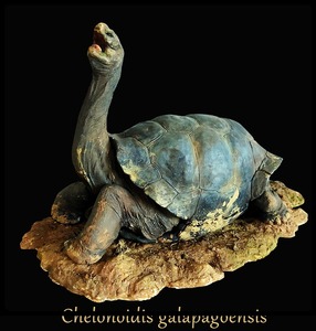 加拉帕戈斯象龟模型 象龟模型 陆龟模型 龟模型 预定 限量100只