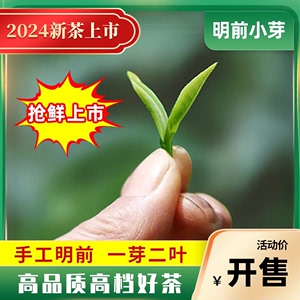 正宗青岛崂山绿茶2024新茶春茶特产嫩芽头采特级明前豆香高档礼盒