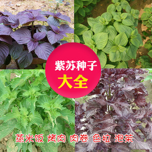 珊瑚紫苏赤苏种子 绿双面苏子蔬菜盆栽食用 阳台四季栽培