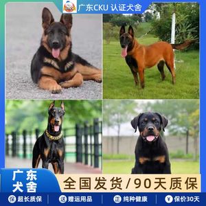 纯种德牧幼犬马犬杜宾犬活体罗威纳幼崽赛级双血统东德国牧羊犬狗