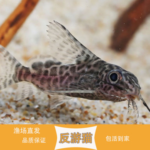 反游猫鱼清道夫鱼可吃鱼缸残渣清洁鱼热带观赏鱼活体包邮