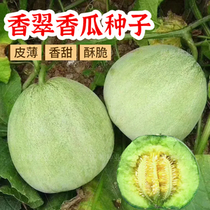 香翠香瓜种香甜酥脆绿宝香瓜种籽高产水果羊角蜜甜瓜种子蔬菜种孑