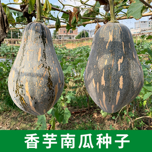 香芋南瓜种 浓香型香芋小南瓜种籽广东省特色蔬菜种子好吃香宇味