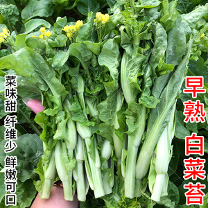 早熟白菜苔种子广东甜菜心种籽多枝红菜薹菜种籽秋冬农家蔬菜种孑