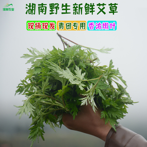 新鲜艾草叶食用蔬菜湖南野生艾叶小叶艾清明草艾蒿艾糍粑青团现摘