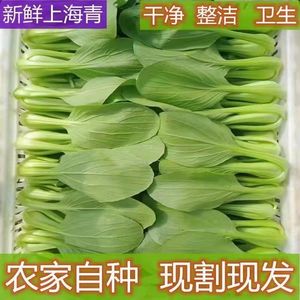 云南新鲜小油菜上海青现割现发当季青菜绿叶菜蔬菜现货速发包邮价