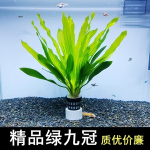 大叶绿九冠皇冠草鱼缸造景水草植物真阴性后景带底座好养活新手