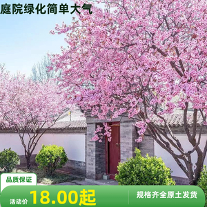 日本樱花树苗基地南北方种植早晚樱盆栽地栽四季庭院绿化风景树苗