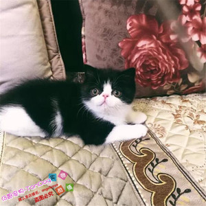 出售宠物猫咪活体视频挑选加菲猫猫英短蓝猫波斯猫幼猫活体g