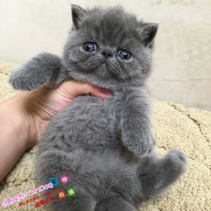 赛级蓝猫加菲猫异国短毛猫蓝灰纯色加菲猫幼猫纯种宠物猫活体g