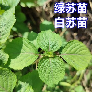 紫苏苗绿苏苗也叫白苏 荏苗阳台盆栽种植