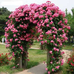 “安吉拉蔷薇”大型藤本水果香味多季开花抗病好易出笋芽