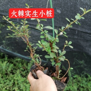 四川火棘树苗小苗矮桩子盆景阳台小盆栽室外植物观花观果绿植耐寒