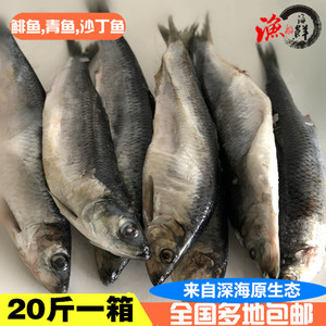 鳁鱼温鱼鲱鱼俄罗斯熏鱼青鱼沙丁鱼新鲜冷冻鲱鱼鱼籽熏鱼20斤一箱