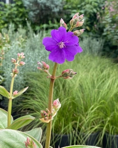 银毛野牡丹耐热旱晒多年生常绿灌木紫花绒叶开花成串花期长易养