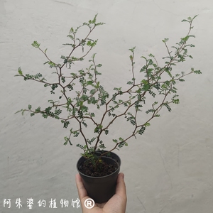 荷兰植物绿植盆栽新西兰小孩刺槐苦参童话树铁丝网高登心形千叶兰