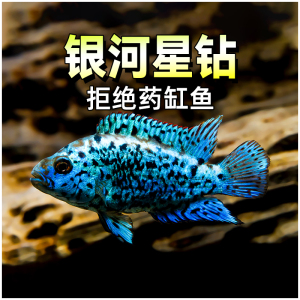 银河星钻短鲷三湖慈鲷美洲慈鲷鱼热带观赏鱼活体珍珠豹新手易养鱼