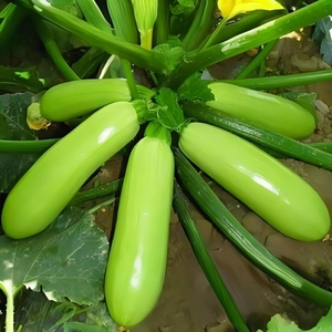 西葫芦种子占瓜瓜水果蔬菜籽阳台种菜高产抗病蔬菜种子种植瓠子