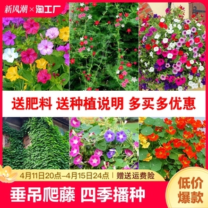 牵牛花种子喇叭花爬藤墙花卉四季开花盆栽旱金莲花种籽孑虞美人