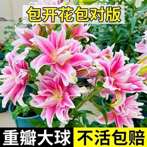 重瓣香水百合花种球盆栽香雪兰花卉绿植物室内四季开花郁金香鲜花