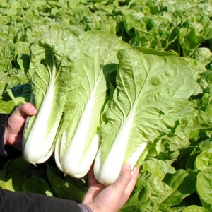 快菜奶油种子20天耐热耐高温四季速生小白菜蔬菜种子菜苔沙拉青梗