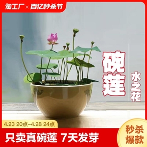 碗莲种子四季无土水培植物睡莲荷花室内盆栽绿植花卉客厅阳台庭院