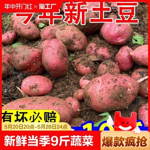 云南土豆新鲜现挖红皮黄心土豆小土豆种子洋芋农家自种批发