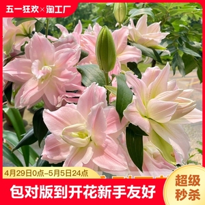 重瓣香水百合花种球四季开花好养易活盆栽鲜花绿植物花卉种子球种