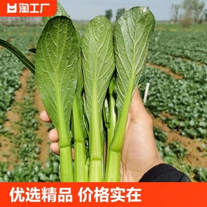 广东四九菜心种子红菜苔白菜苔四季蔬菜种籽孑迟青菜苗秧菜籽播种