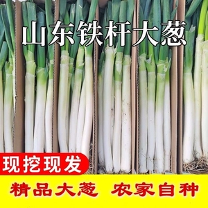 山东章丘大葱新鲜特级10斤正宗甜脆铁杆大葱特产蔬菜5斤香红葱头