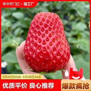 草莓种籽子水果苗四季结果室内外易活蔬菜水果盆栽植物花种子籽子