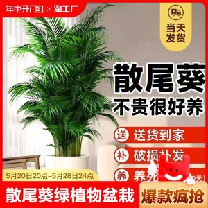 散尾葵绿植物客厅大型盆栽凤尾竹办公室内富贵椰子四季常青好养