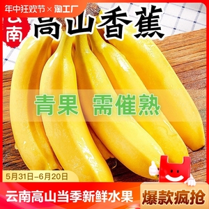 云南高山青香蕉当季新鲜水果自然熟大芭蕉香焦米蕉香甜产地需催熟