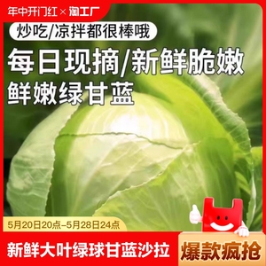 山东新鲜大叶绿球甘蓝卷心菜沙拉蔬菜莲花圆白菜现砍包心菜