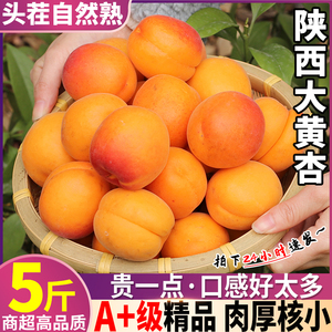 现摘头茬 5斤陕西大黄杏子当季新鲜孕妇水果金太阳杏酸甜整箱包邮