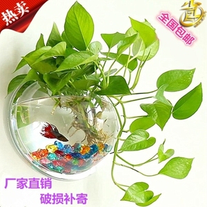 养鱼玻璃亚克力放插竹子花瓶水族箱鱼缸花盆挂墙壁挂墙上水培植物