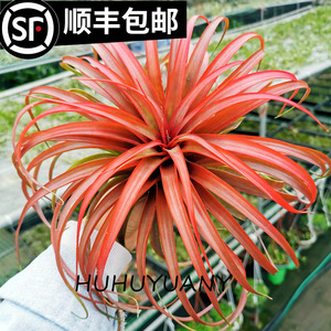 空气凤梨 无土植物 巨型多层次卡比塔塔红 叶展25-30cm红色更美