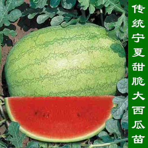宁夏大西瓜籽 传统老品种新红宝大西瓜苗 果重30斤左右大西瓜苗