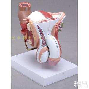 医用女性内外生殖器解剖模型及导尿模具医学用 人体导尿插管模型.