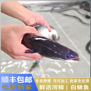 淡水鳗鱼活体现杀生鲜白鳝鱼新鲜水产鲜活河鳗去骨整条活体乌耳鳗